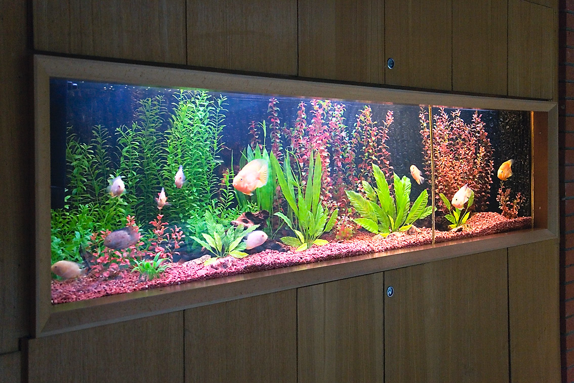 аквариум в тропическом стиле